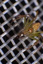 Natural spider in house in ayutthaya