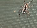 Natural spider in house in ayutthaya