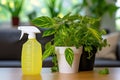 natural spider repellent spray on a houseplants leaves