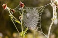 Mist covered spider web with backlighting Royalty Free Stock Photo