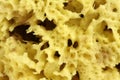 Natural Sponge