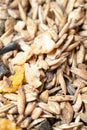 Natural sportive muesli with oats. for horse.macro