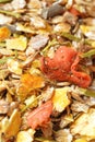 Natural sportive muesli with carrot. for horse.macro