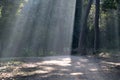 Natural Spotlight in the forest