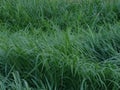 Natural Green Plants In Sri Lanka