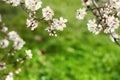 Natural spring background. Spring blossom background - abstract floral border of green leaves and white flowers Royalty Free Stock Photo