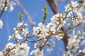 Natural spring background with blossoming apple tree branch Royalty Free Stock Photo