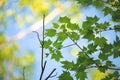 Natural spring background. Bright young leaves of maple tree against blue sky Royalty Free Stock Photo