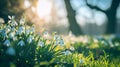 Natural spring background with delicate snowdrop flowers on sunny forest glade Royalty Free Stock Photo