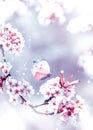 Natural spring background. Delicate white and pink apricot flowers and butterfly in the spring garden. Royalty Free Stock Photo