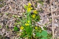 Natural spring background with flowering yellow star-of-Bethlehem bush Royalty Free Stock Photo