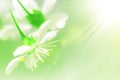 Natural spring background. White cherry flowers on a delicate green background. Free copy space. Artistic spring summer image.