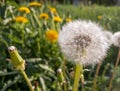 Natural spring background. White dandelion flower in the field close-up. Sunny day Royalty Free Stock Photo