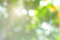 Natural spring blurred green leaves background. Create light soft blurred colors in bright sunshine. Green bokeh abstract glitter Royalty Free Stock Photo
