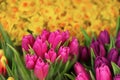 natural spring floral background. purple tulips close-up and flowers of yellow daffodils Royalty Free Stock Photo