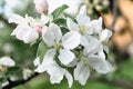 Natural spring floral background. White flowers of a blooming apple tree on a branch. Spring colorful postcard Royalty Free Stock Photo