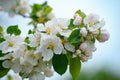 Natural spring flower landscape with spring white apple flowers, closeup of spring apple tree in blossom Royalty Free Stock Photo