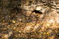 natural spring on a slope of a gully landform