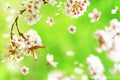 Natural spring and summer background. Delicate white and pink cherry flowers in the spring garden on the green and yellow backgrou