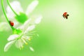 Natural spring and summer background. Red ladybug on white cherry flowers. Free space for text. Green, yellow and red color. Royalty Free Stock Photo