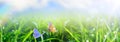 natural Spring or Summer Green Grass field with butterfly and sunny bokeh background Royalty Free Stock Photo