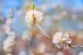 Natural spring texture of a flowering branch. Blossoms apple tree, pear in white closeup and copy space. Congratulation card and f Royalty Free Stock Photo