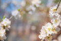 Natural spring texture of a flowering branch. Blossoms apple tree, pear in white closeup and copy space. Congratulation card and f Royalty Free Stock Photo