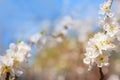 Natural spring texture of a flowering branch. Blossoms apple tree, pear in white closeup and copy space. Congratulation card and f Royalty Free Stock Photo