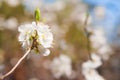 Natural spring texture of a flowering branch. Blossoms apple tree, pear in white closeup and copy space. Congratulation card and f Royalty Free Stock Photo