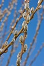 Natural Spring vertical background banner with pussy-willow branch with catkins