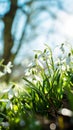 Natural spring vertical background with delicate snowdrop flowers on sunny forest glade Royalty Free Stock Photo