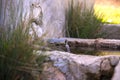 Natural spring water flowing from the pipe and the water trough Royalty Free Stock Photo