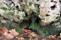 Natural spring water. moss and leaves, water flowing over rocks