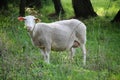 Sheep aeting plants  on a meadow Royalty Free Stock Photo