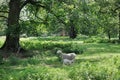 Newborn lamb and mother sheep on a meadow, and hundred year old oak trees Royalty Free Stock Photo