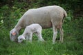 Newborn lamb and mother sheep on a meadow Royalty Free Stock Photo