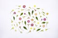 Natural spring wildflowers with green leaves flat lay on white background. Spring floral pattern, delicate primrose flowers, Royalty Free Stock Photo