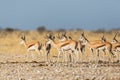 Springbok herd antidorcas marsupialis standing in savanna in sunshine