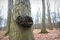 Natural wide angle closeup on a tree with a kind of a tumor cancer growth in the forest