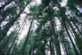 Natural spruce forest. Beautiful forest of tall pines Royalty Free Stock Photo