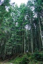 Natural spruce forest. Beautiful forest of tall pines Royalty Free Stock Photo