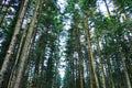 Natural spruce tree forest . Royalty Free Stock Photo