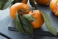 Natural stale orange tangerines with faded spotted leaves