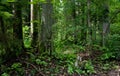 Natural stand of Bialowieza forest Landscape Reserve