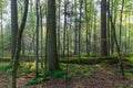 Natural stand of Bialowieza Forest in morning mist Royalty Free Stock Photo