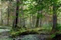 Natural stand of Bialowieza Forest with standing water Royalty Free Stock Photo