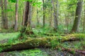 Natural stand of Bialowieza Forest with standing water Royalty Free Stock Photo