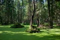 Natural stand of Bialowieza Forest with standing water and Common Duckweed Royalty Free Stock Photo