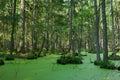 Natural stand of Bialowieza Forest with standing water and Duckweed Royalty Free Stock Photo
