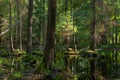 Natural stand of Bialowieza Forest with standing water Royalty Free Stock Photo